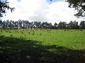 LIFESTYLE BLOCK Picture