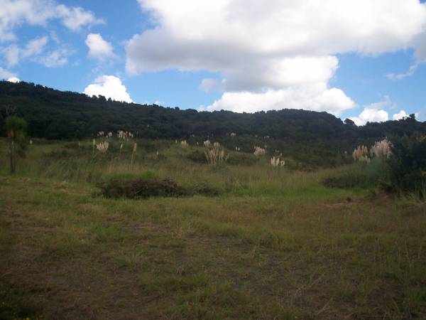 TWO HECTARES IN MANGONUI Picture 2