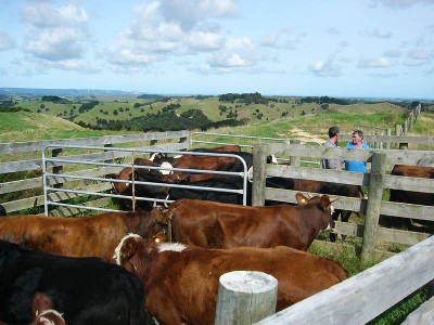 PRIME GRAZING Picture