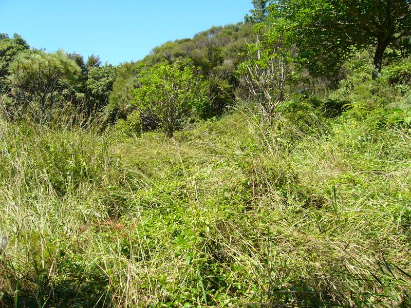 COUNTRY HOUSE SITE Picture 3