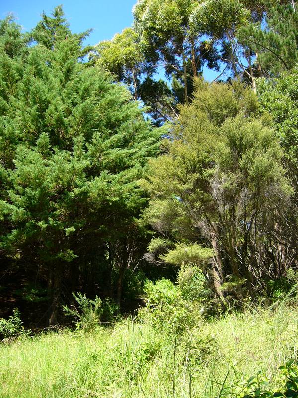 COUNTRY HOUSE SITE Picture 2