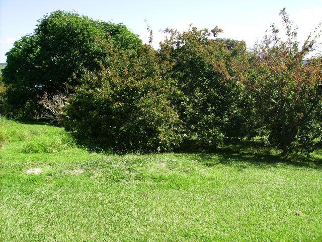 HOKIANGA HARBOUR RAWENE SECTION Picture 2