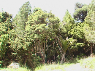 HOKIANGA - RAINBOW RIDGE - OMANAIA Picture 3