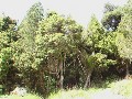 HOKIANGA - RAINBOW RIDGE - OMANAIA Picture