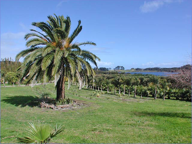 LAKE NGATU PLANTATIONS Picture 1