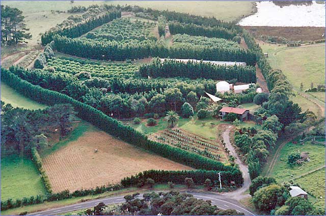 LAKE NGATU PLANTATIONS Picture 2