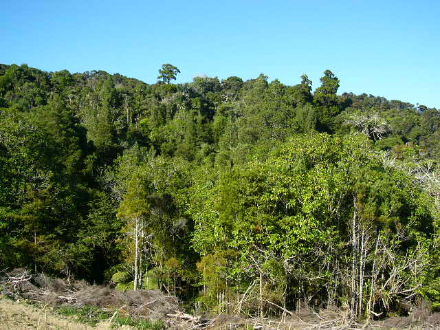 COUNTRY AIR SO SWEET Picture 3