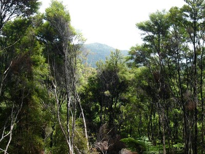 PARADISE PERFECT Picture