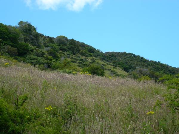 PIGEON AND PIG PARADISE Picture 2