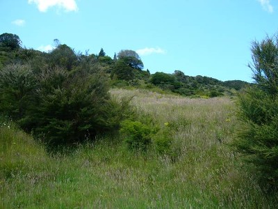 PIGEON AND PIG PARADISE Picture PIGEON AND PIG PARADISE Picture