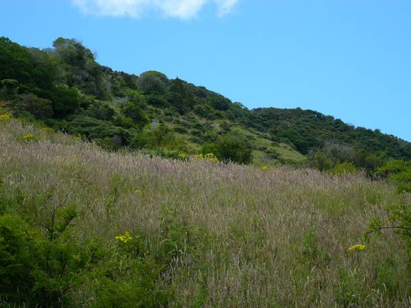 PIGEON AND PIG PARADISE Picture 3