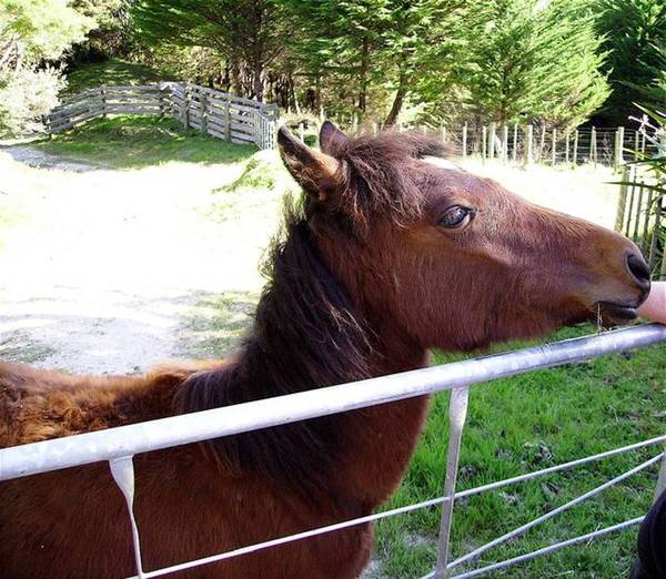 HOKIANGA HARBOUR - OPARA LIFESTYLE FARM Picture 2