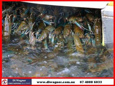 REDCLAW FARM FOR SALE Picture REDCLAW FARM FOR SALE Picture