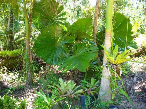 ACREAGE IN THE MIDDLE OF TOWN Picture 2