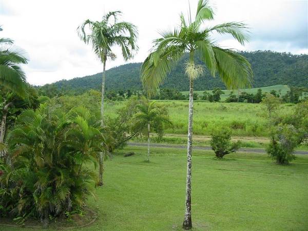 LYCHEE FARM IN THE HINTERLAND Picture 2