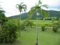 LYCHEE FARM IN THE HINTERLAND Picture