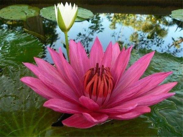 REKINDLE THE FLAME.... Picture 3