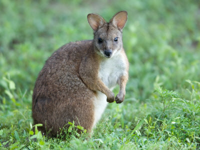 THE IDEAL BLOCK IS JUST AROUND THE CORNER Picture 3