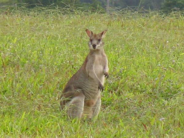 NARRAGON COVE - LOT 11 ON 5105M2 (OCEAN VIEWS) Picture 1