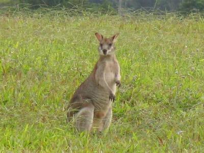 NARRAGON COVE - LOT 11 ON 5105M2 (OCEAN VIEWS) Picture