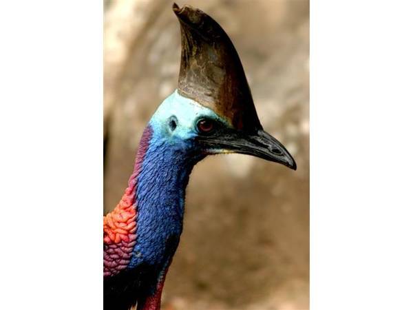 PRIVACY IN A RAINFOREST SETTING WITH AN ATTRACTIVE PRICE TAG! Picture 3