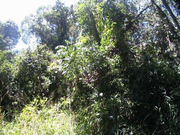 Golf Course or Private Landing Strip?
Granadilla - Real Estate Investment of
Lifetime! Picture 3