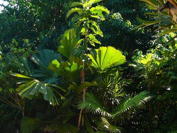 TROPICAL RAIN FOREST RETREAT Picture 3