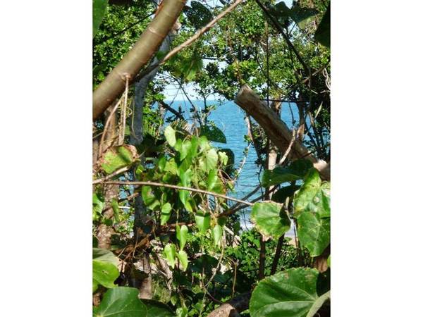 SECLUDED ACREAGE ACROSS FROM THE BEACH Picture 3