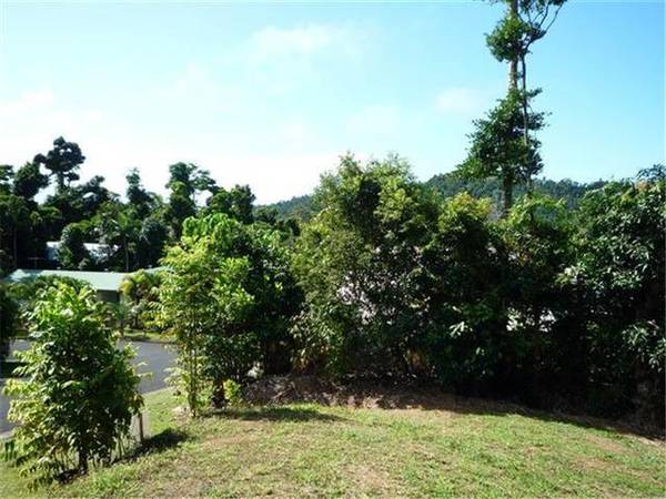 TROPICAL RAINFOREST DELIGHT! Picture 2