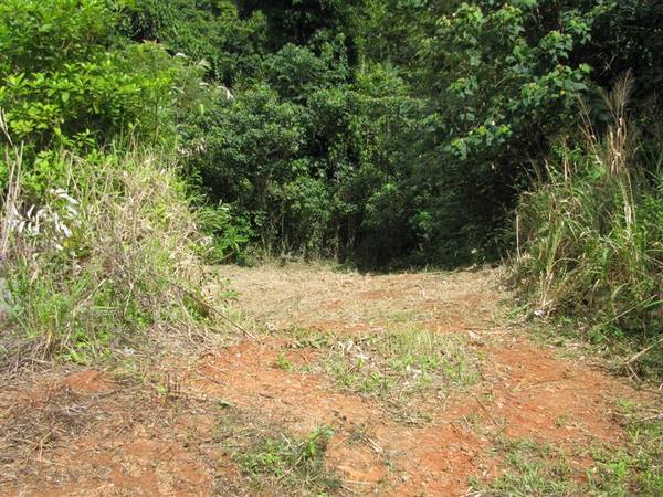 PRIVACY IN A RAINFOREST SETTING WITH AN ATTRACTIVE PRICE TAG! Picture 3