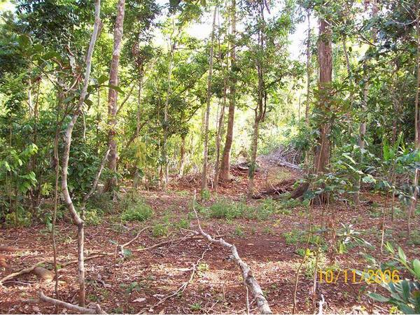 PRIVATE RAINFOREST ACREAGE Picture 3