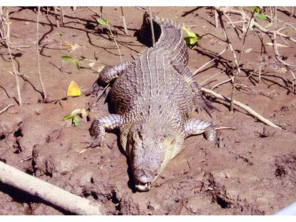 Mud Crabbing ... Wild Croc Spotting
...
Bird Watching Picture 2