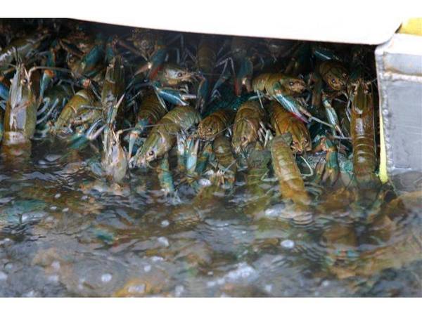 REDCLAW FARM FOR SALE Picture 3