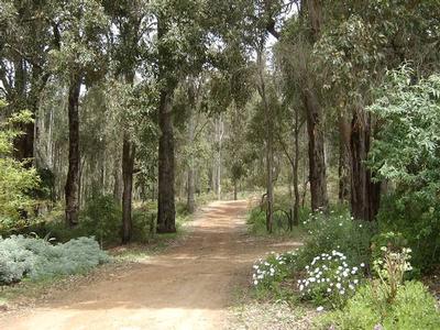 Time for a tree change? Picture Time for a tree change? Picture