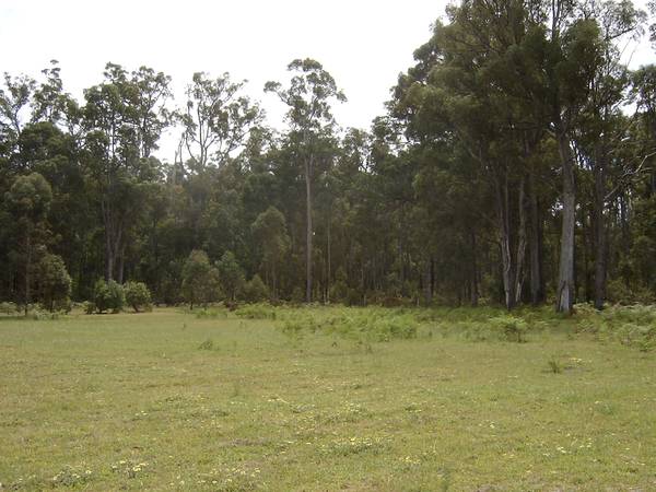 Time for a tree change? Picture 3