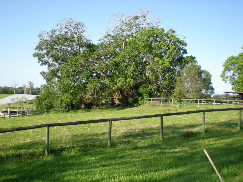 Ideal Horse Property- Privacy with Convenience Picture 3