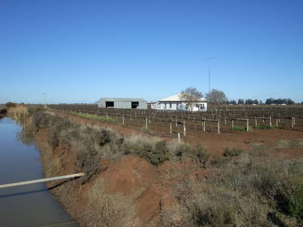 Beelbangera Vineyard Picture 1