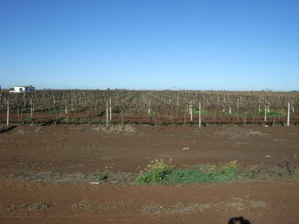 Beelbangera Vineyard Picture 2