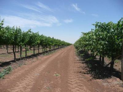 Yenda Vineyard Picture Yenda Vineyard Picture