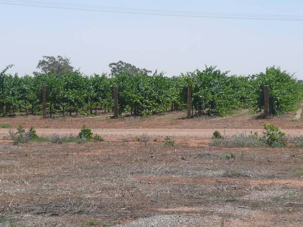 Yenda Vineyard Picture 2
