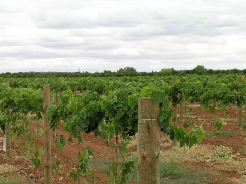 Mixed Farm Picture 2