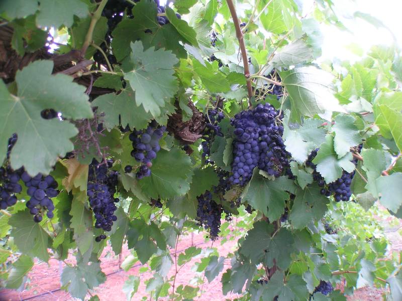 Mixed Farm Picture 3