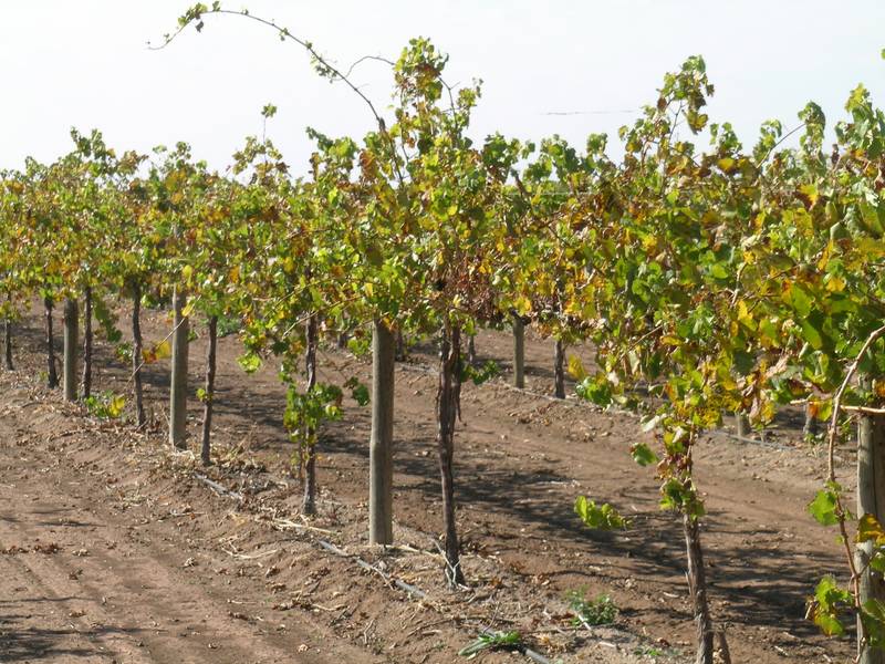 Vineyard Picture 2