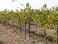 Vineyard Picture