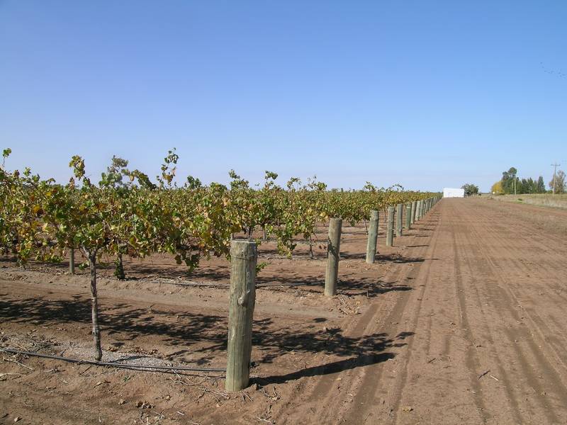 Vineyard Picture 1