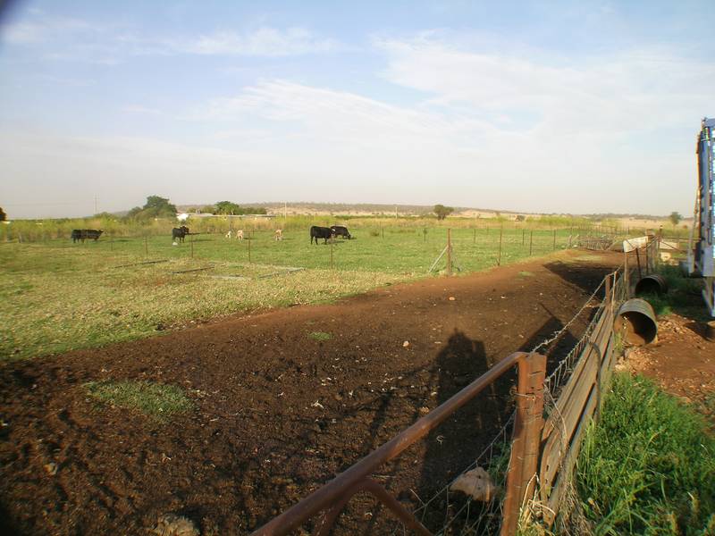 Beelbangera Picture 1