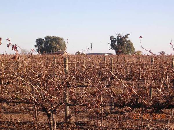 Yenda Grape Farm Picture 2