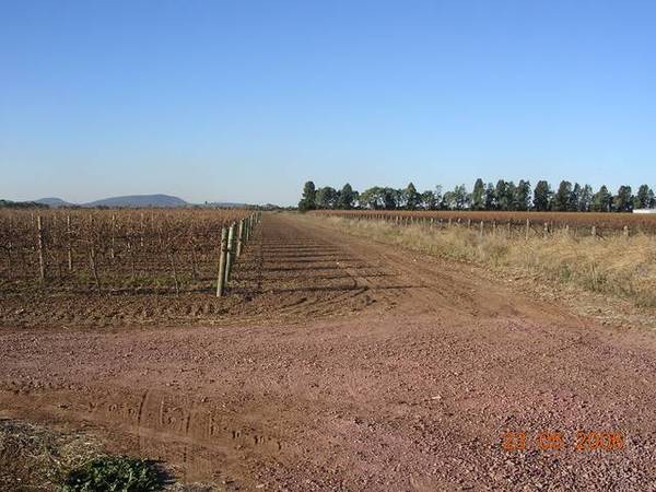 Yenda Grape Farm Picture 3