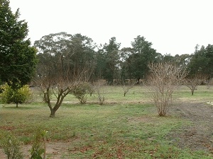 HALF ACRE BLOCKS Picture 2