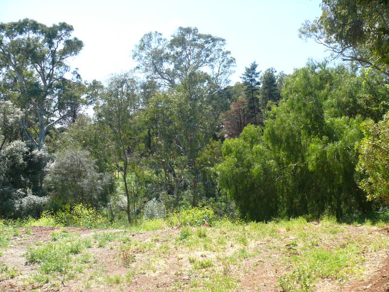 Best Allotment in the Area Picture 2